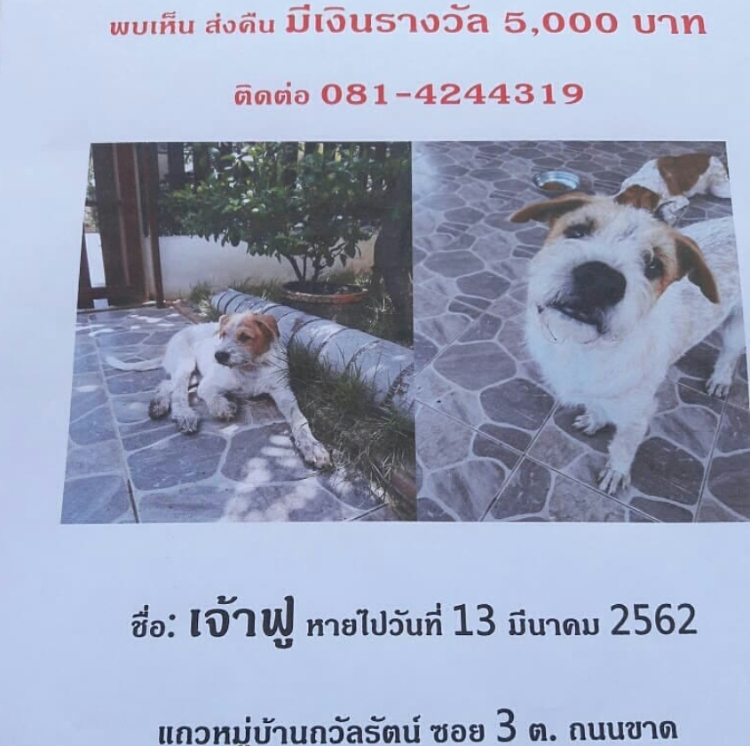 poster looking for lost dog