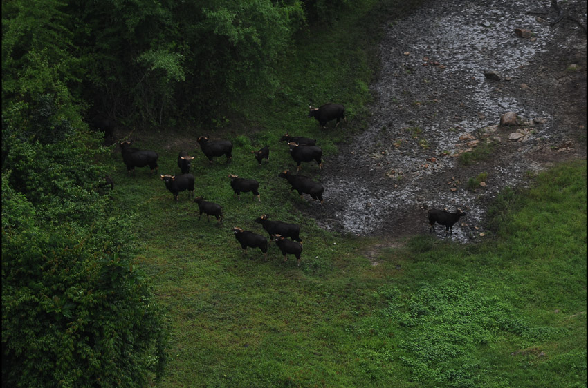 bulls in jungle