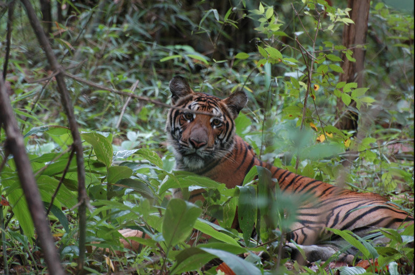 tiger in jungle