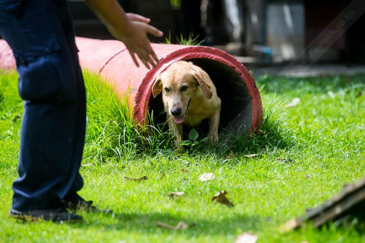 police dogs in bangkok training