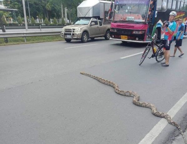 Python Crosses Road And Causes Jam During Rush Hour Traffic