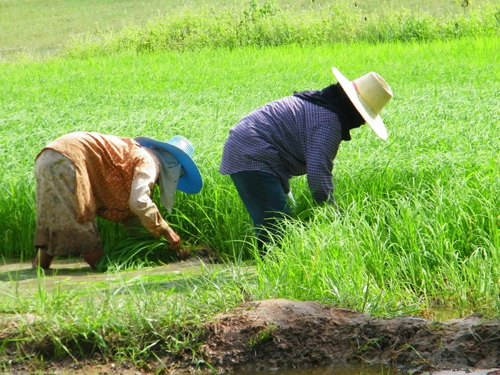 เกษตรทฤษฎีใหม่