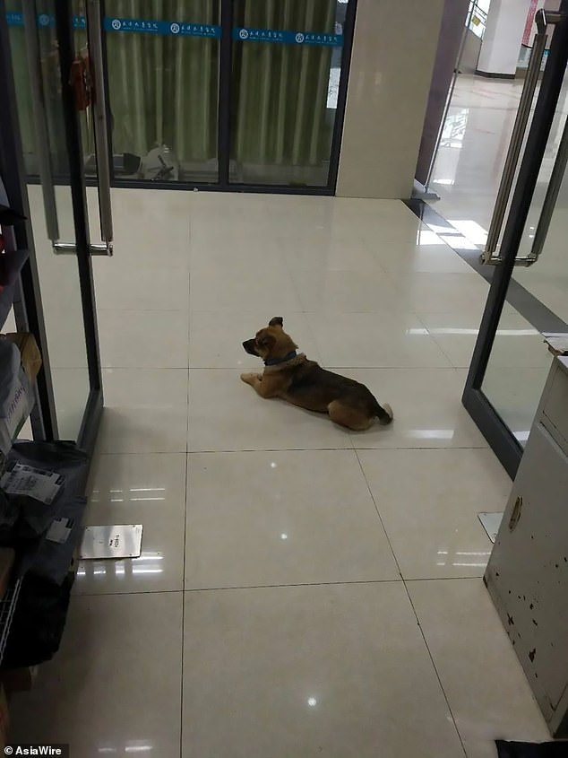 Dog Refuses To Leave Hospital After Owner Dies From COVID-19