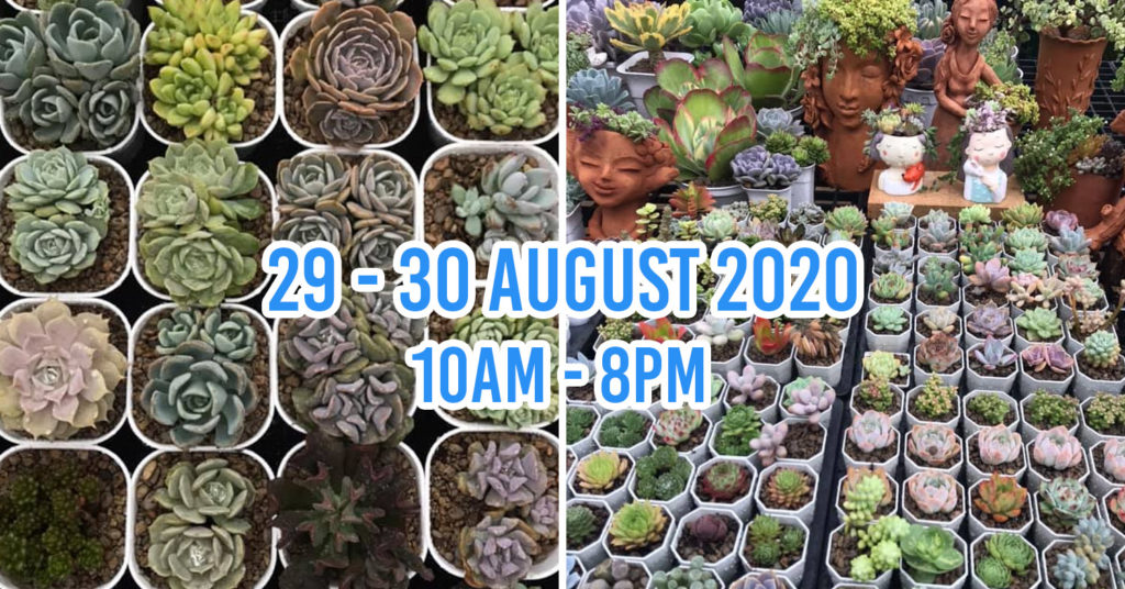 Cactus Mania Is A Weekend Market For Cactus & Succulent Lovers