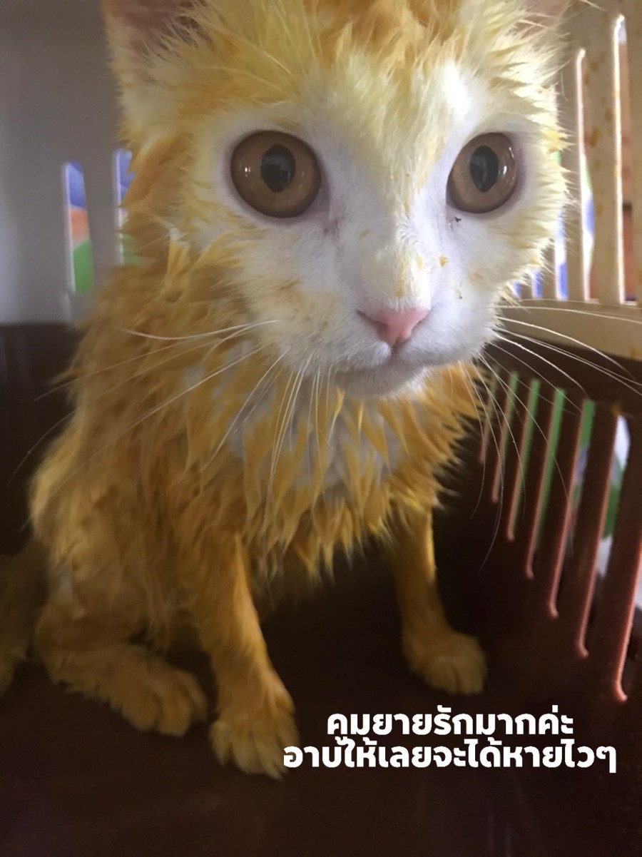 Cat Pikachu After Using Turmeric For Ringworm Treatment