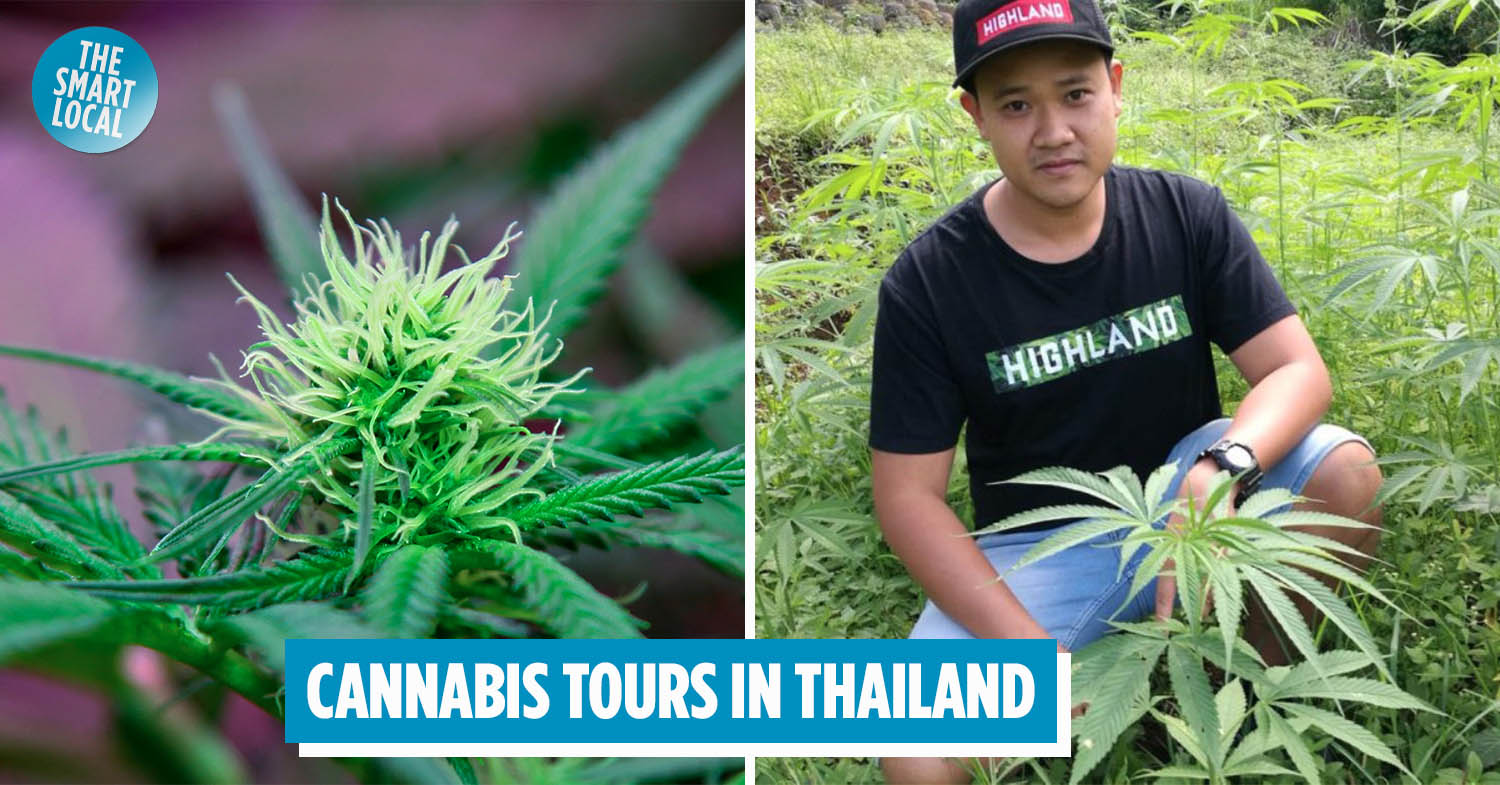 cannabis tours thailand