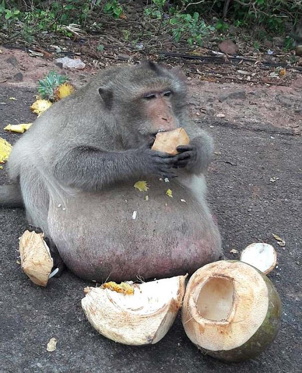 Животные толстые