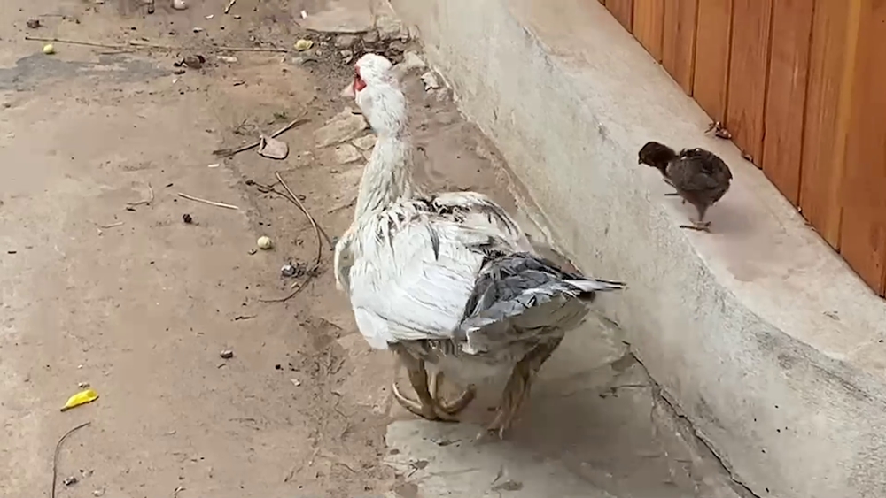 Baby ChickenDuck Hybrids Hatch From Eggs To Surprise Of Owner