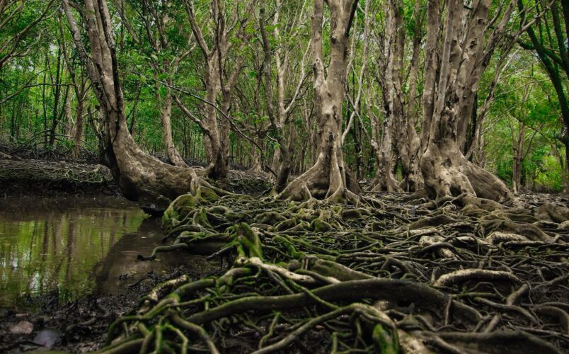 Ban Tha Ranae In Trat Has Massive Mangroves For SUP Paddling