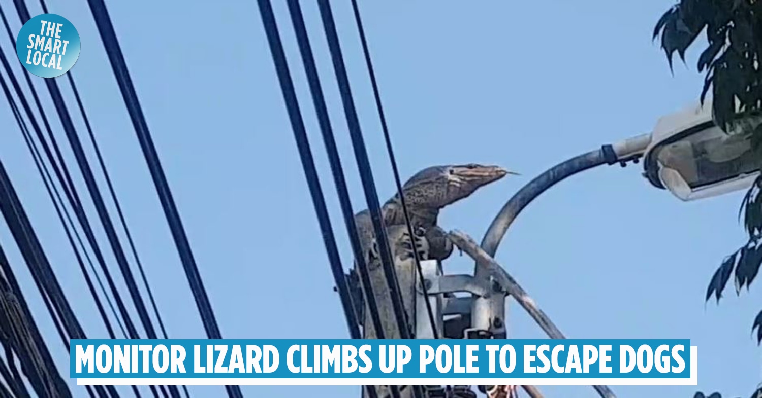 Monitor Lizard Clambers Up Utility Pole To Escape Stray Dogs In Sara Buri