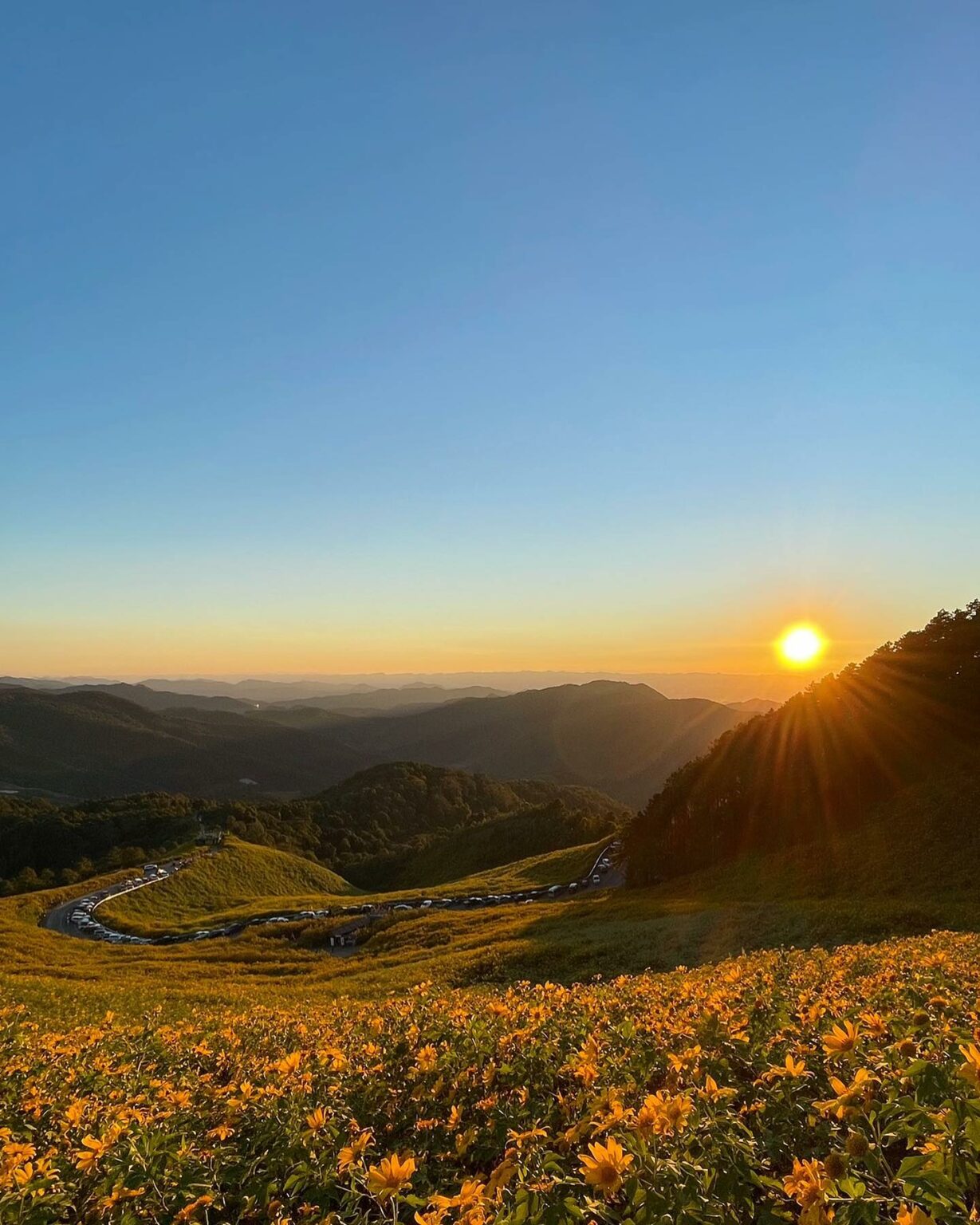 Doi Mae U Kho Has Bright Yellow Flower Fields Covering Whole Hills