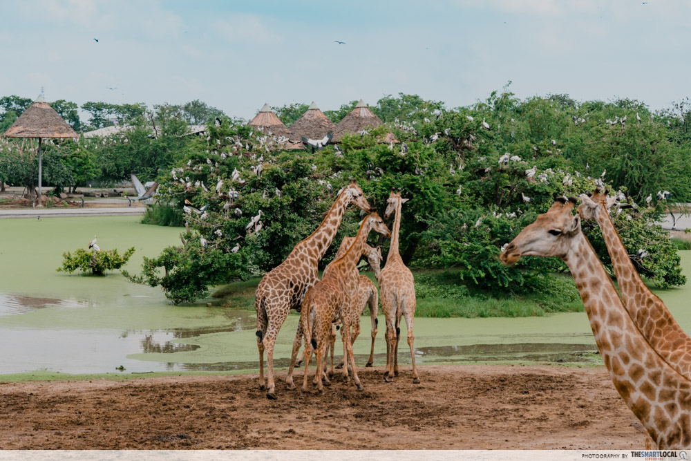 safari world bangkok giraffe