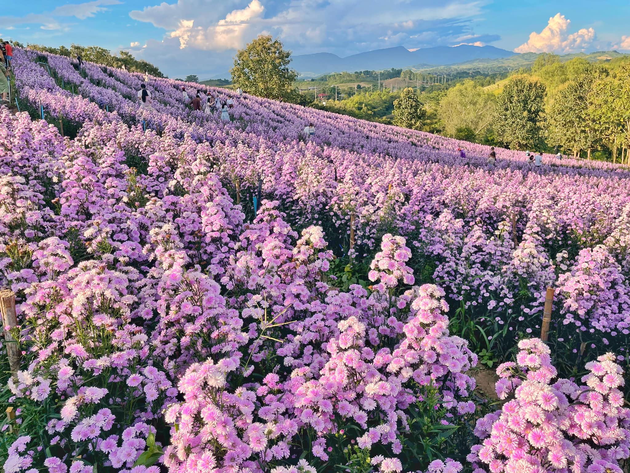 hydrangea cafe - flower field