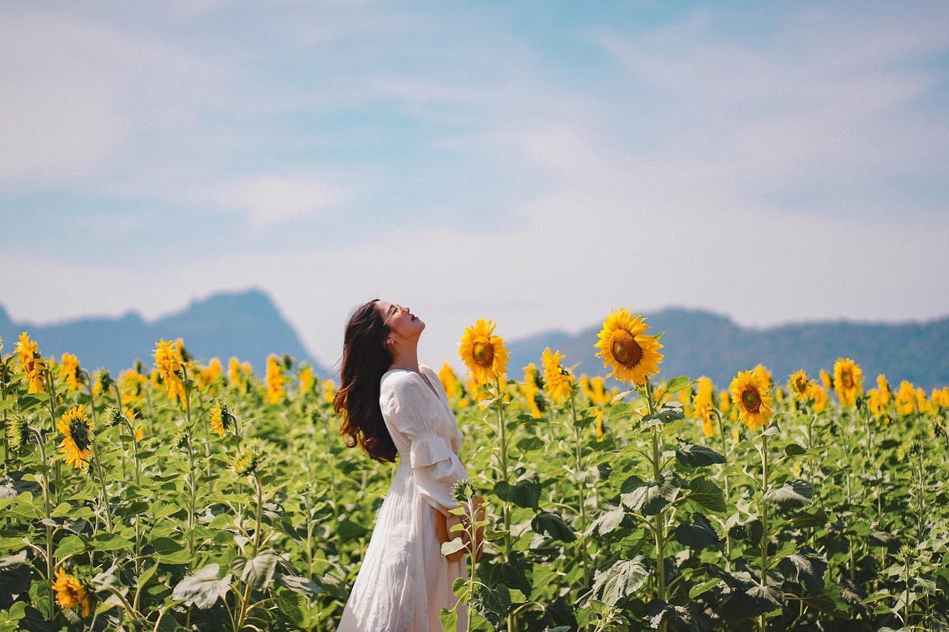 Khao Chin Lae - sunflower field photo spots