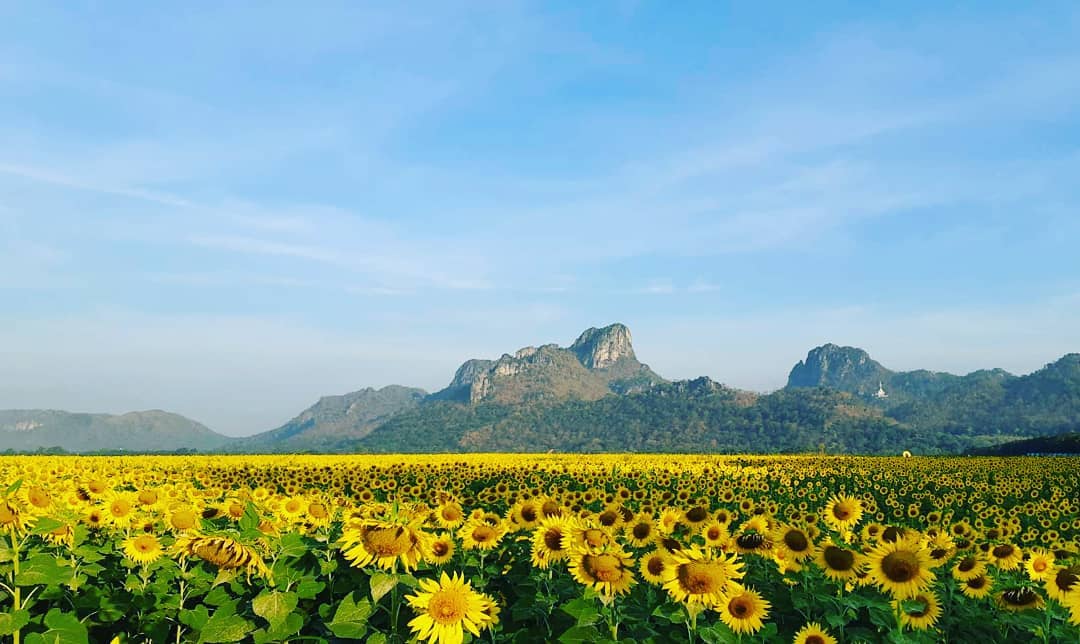 Khao Chin Lae - large sunflower fields with a backdrop of mountains