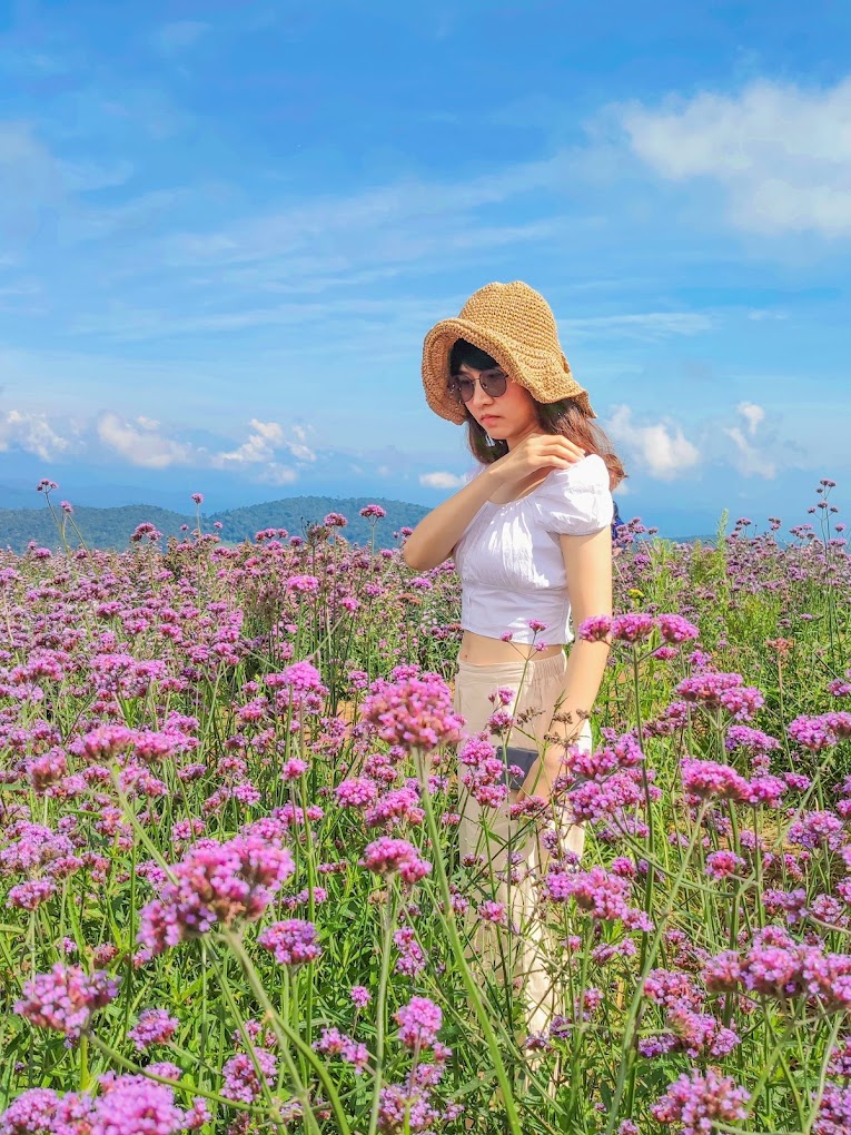 ying yong flower garden lavender fields chiang mai