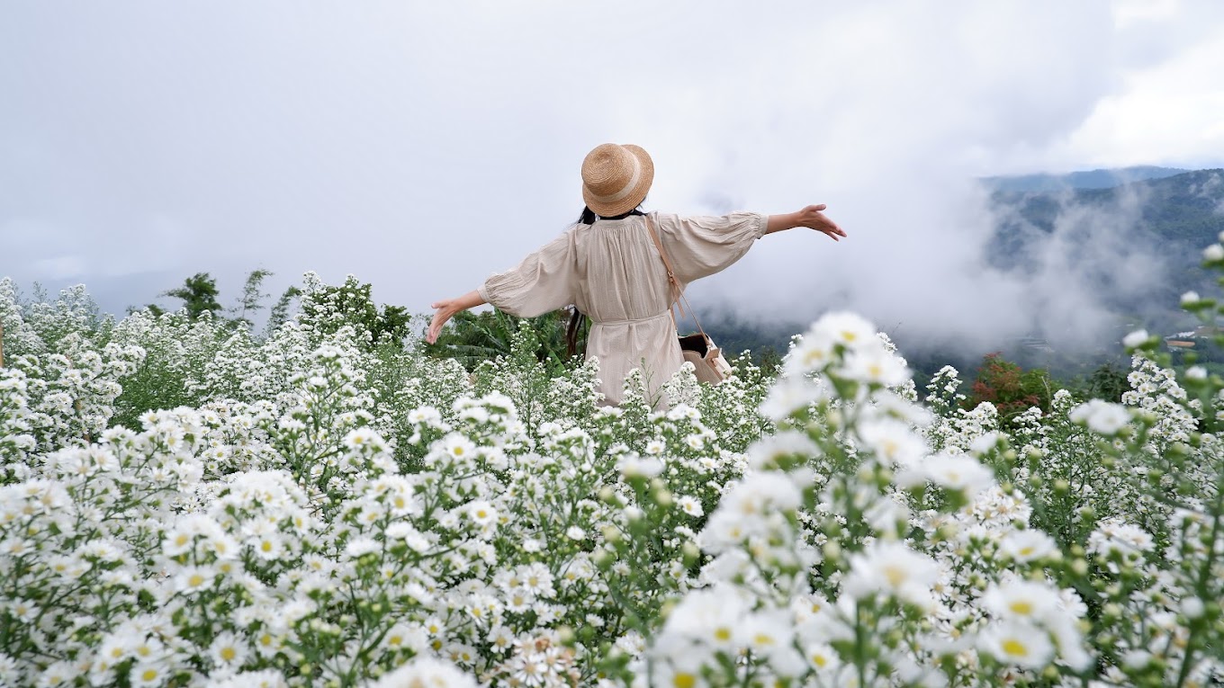 ying yong flower garden white flower fields chiang mai
