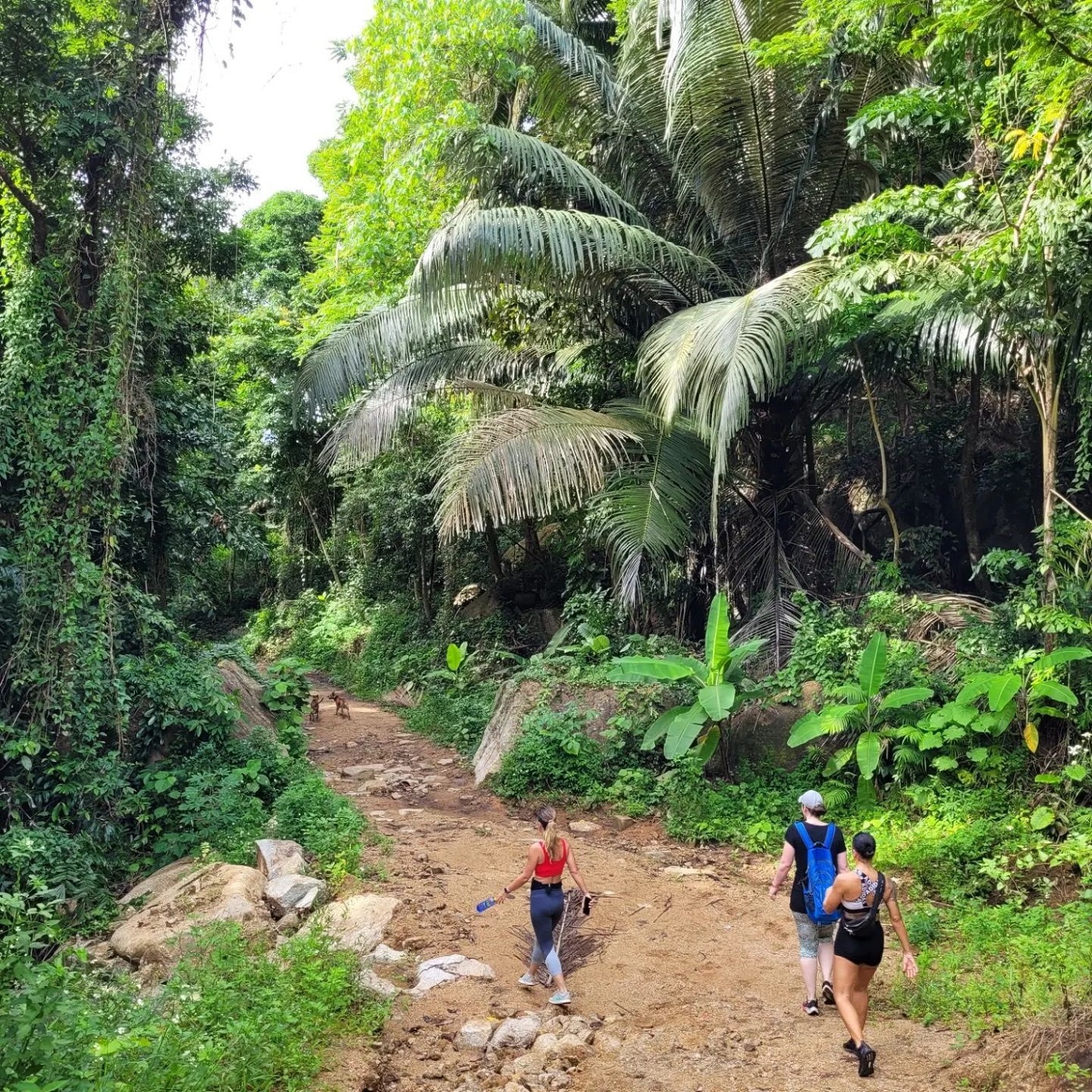 visit natural detox resort - jungle walk