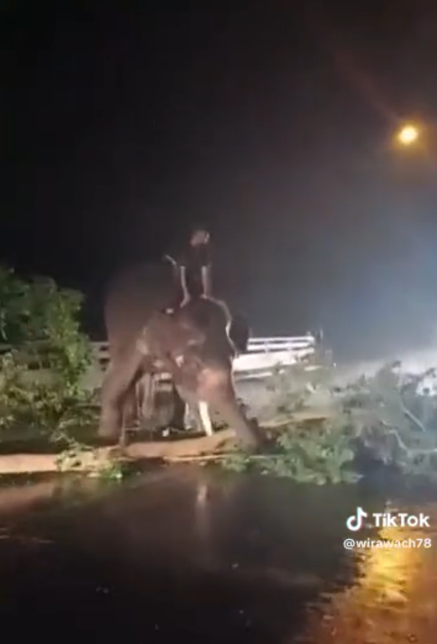an elephant removing debris from the street