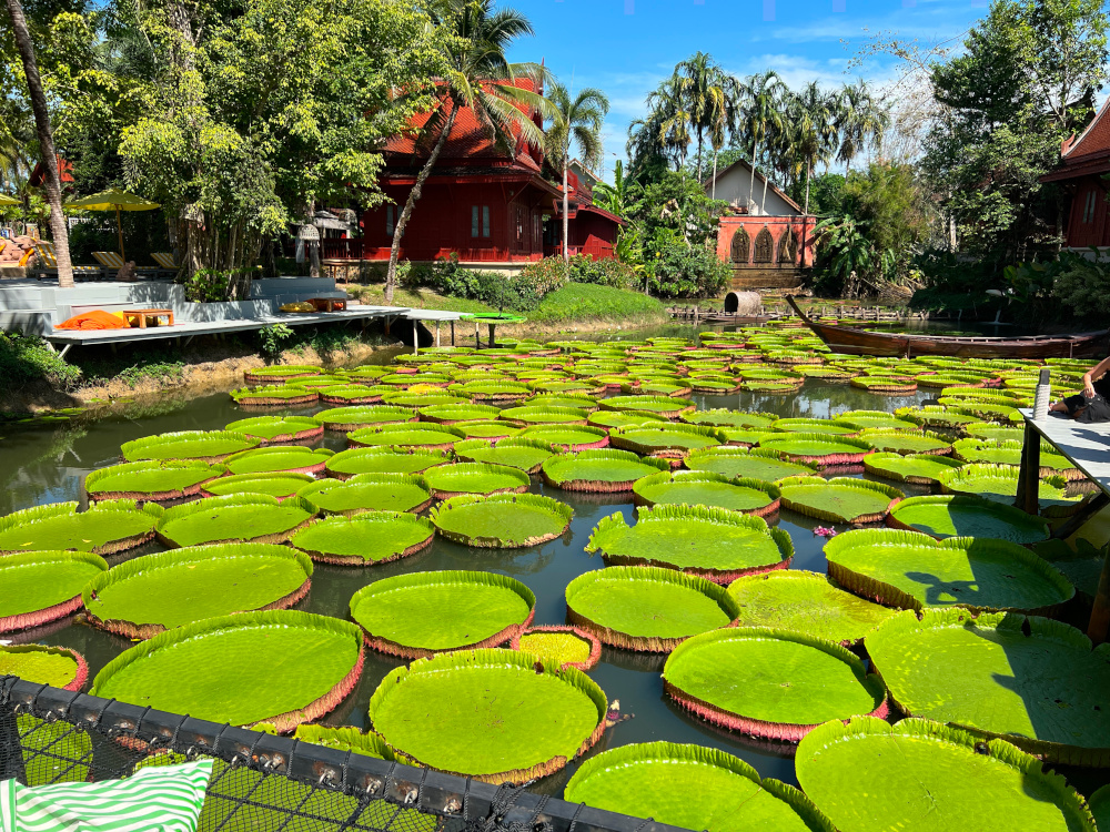 A pond of lotuses in Ma Doo Bua Cafe in Phuket, Thailand.