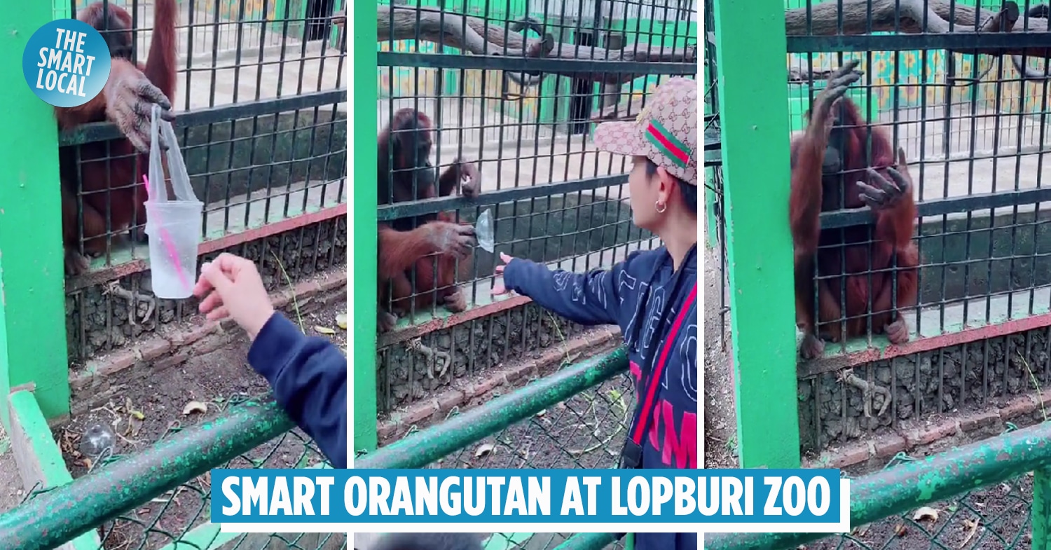 Lopburi Orangutan Hands Trash To Visitor To Put In Bin, Then Applauds