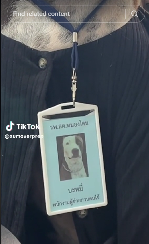 thai dog welcomes patients