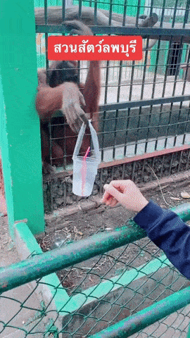 lopburi orangutan
