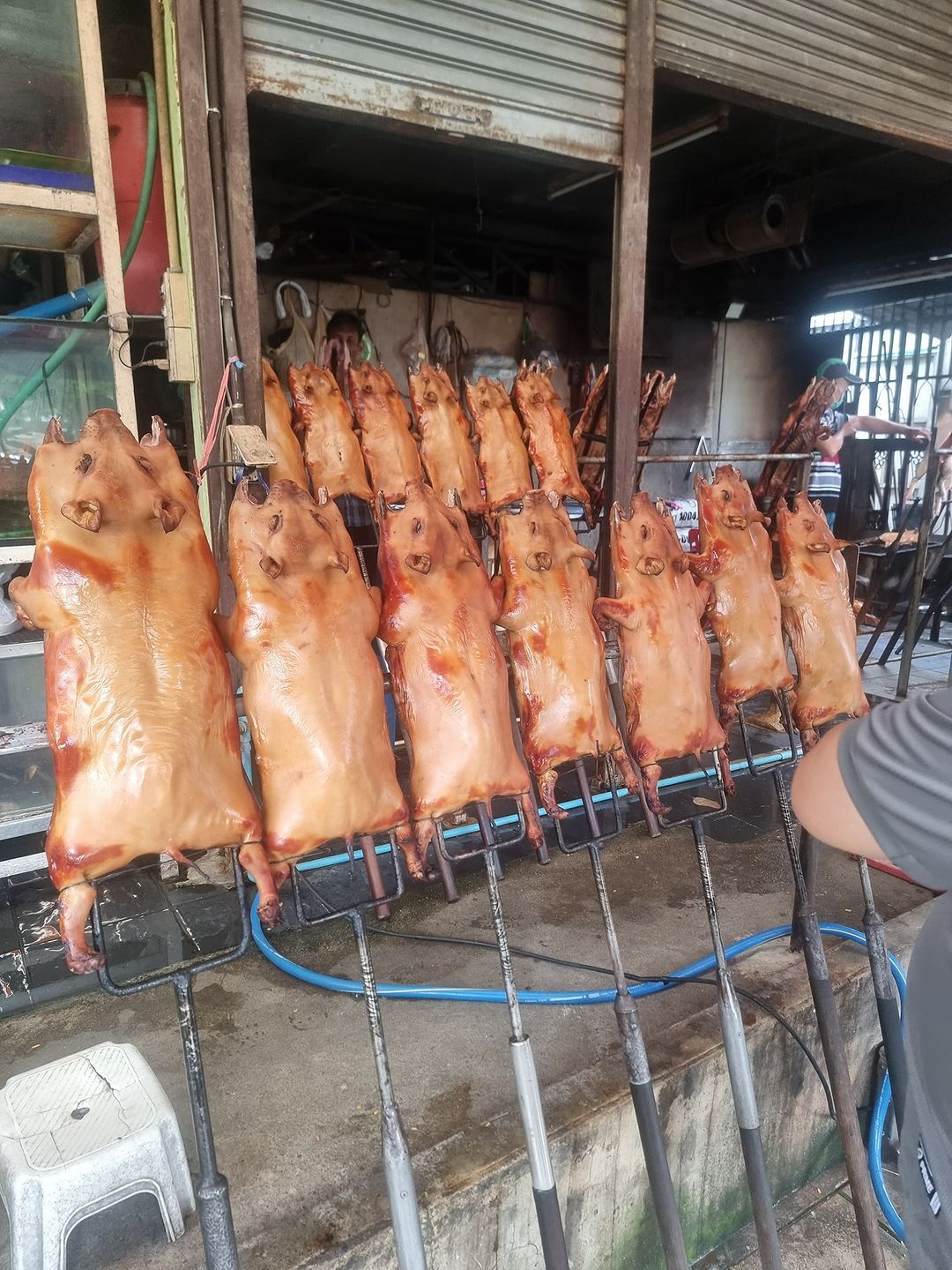 A row of suckling pigs prepared for roasting at Moo Hun Song Pee Nong. 