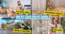 14 Adorable Pet Cafes In Bangkok Where You Can Play With Animals Like Corgis, Rabbits, & Rare Pets