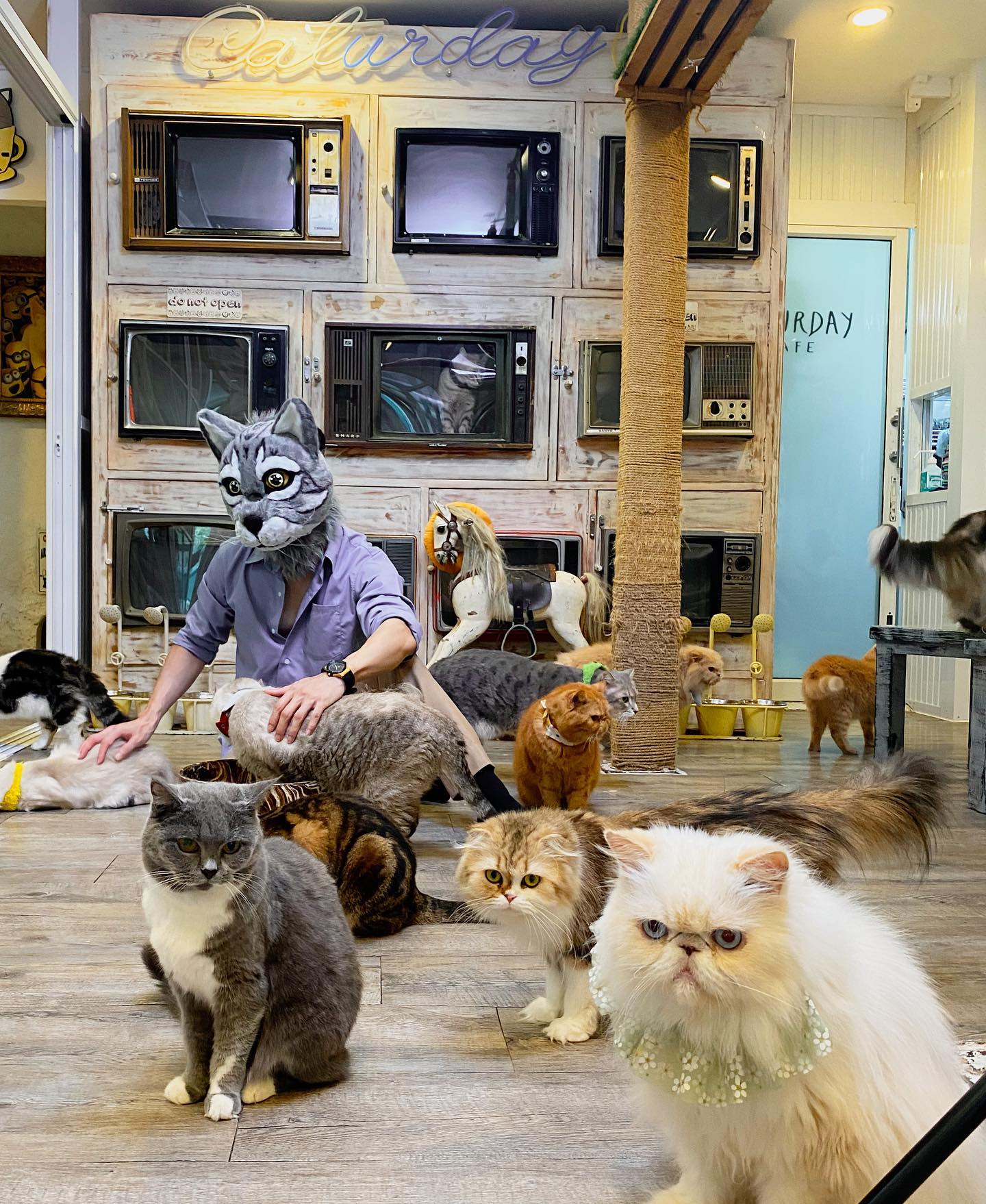 A man in a cat mask tending to the many cats at Caturday Cat Cafe