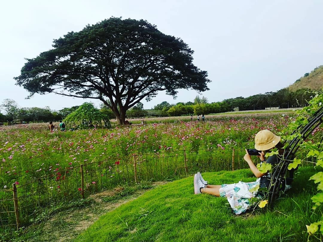 Flower fields at Jim Thompson Farm