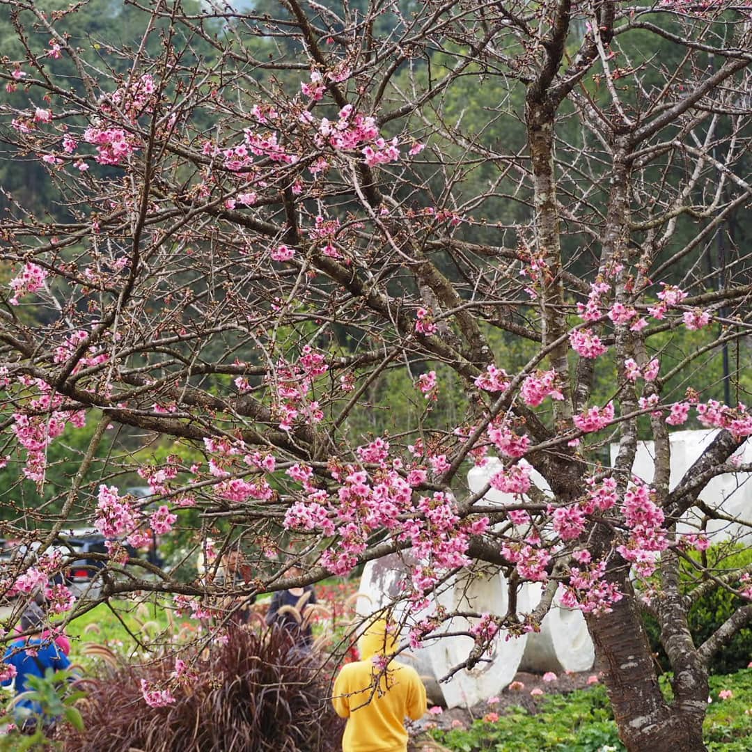 Pink flowers blooming at year's end at Doi Ang Khang