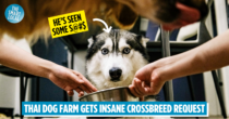 Thai Dog Farm In Awe After Client Wants Her Dog To Be Bred...With Humans?